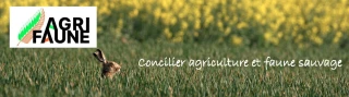 L’arrivée du printemps et le retour des semis des bords de champs