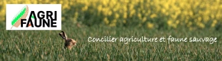 L’arrivée du printemps et le retour des semis des bords de champs