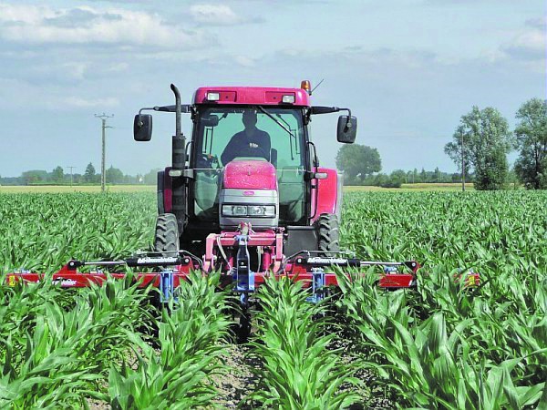 Contrôle des adventices de la flore annuelle du maïs en postlevée