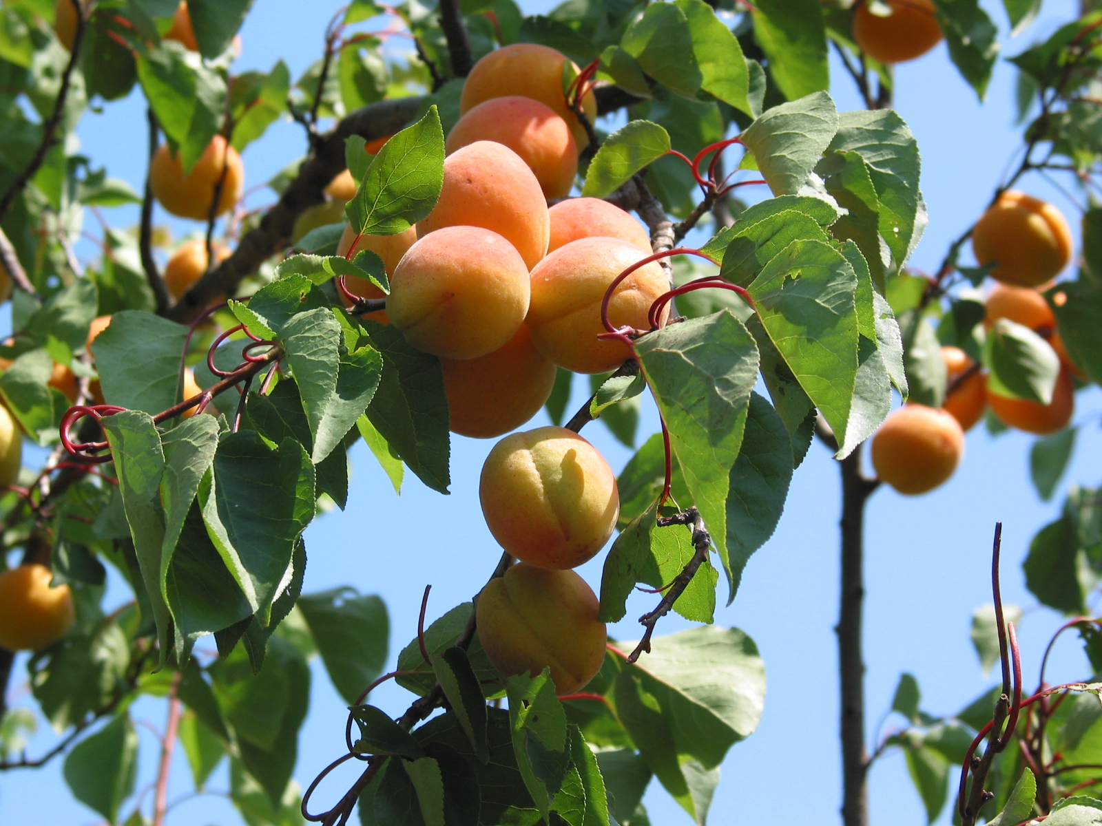 Abricots : vers une récolte "normale" en France, très réduite en Espagne