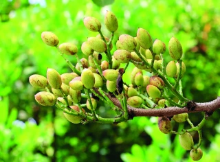 La pistache française,  une filière naissante