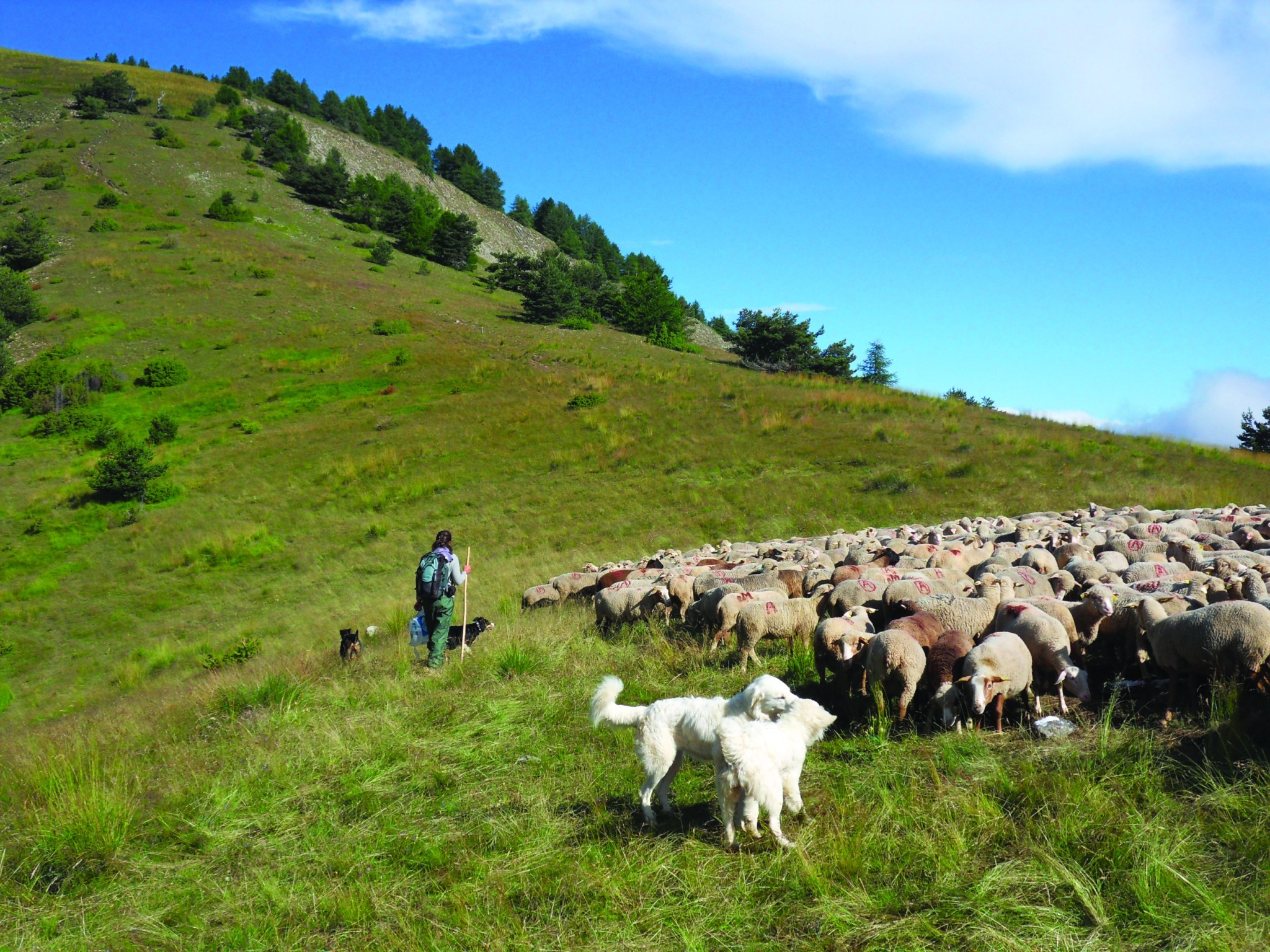 Estives et chiens de protection : des bergers sous pression