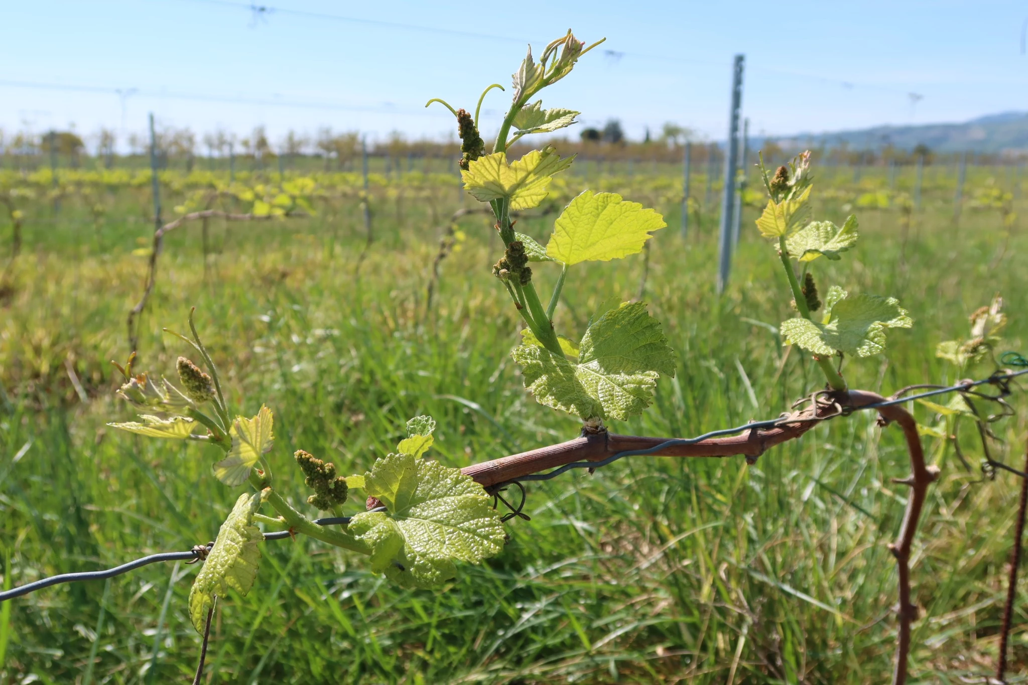 « En 2021, un traitement unique contre le black-rot à la floraison »