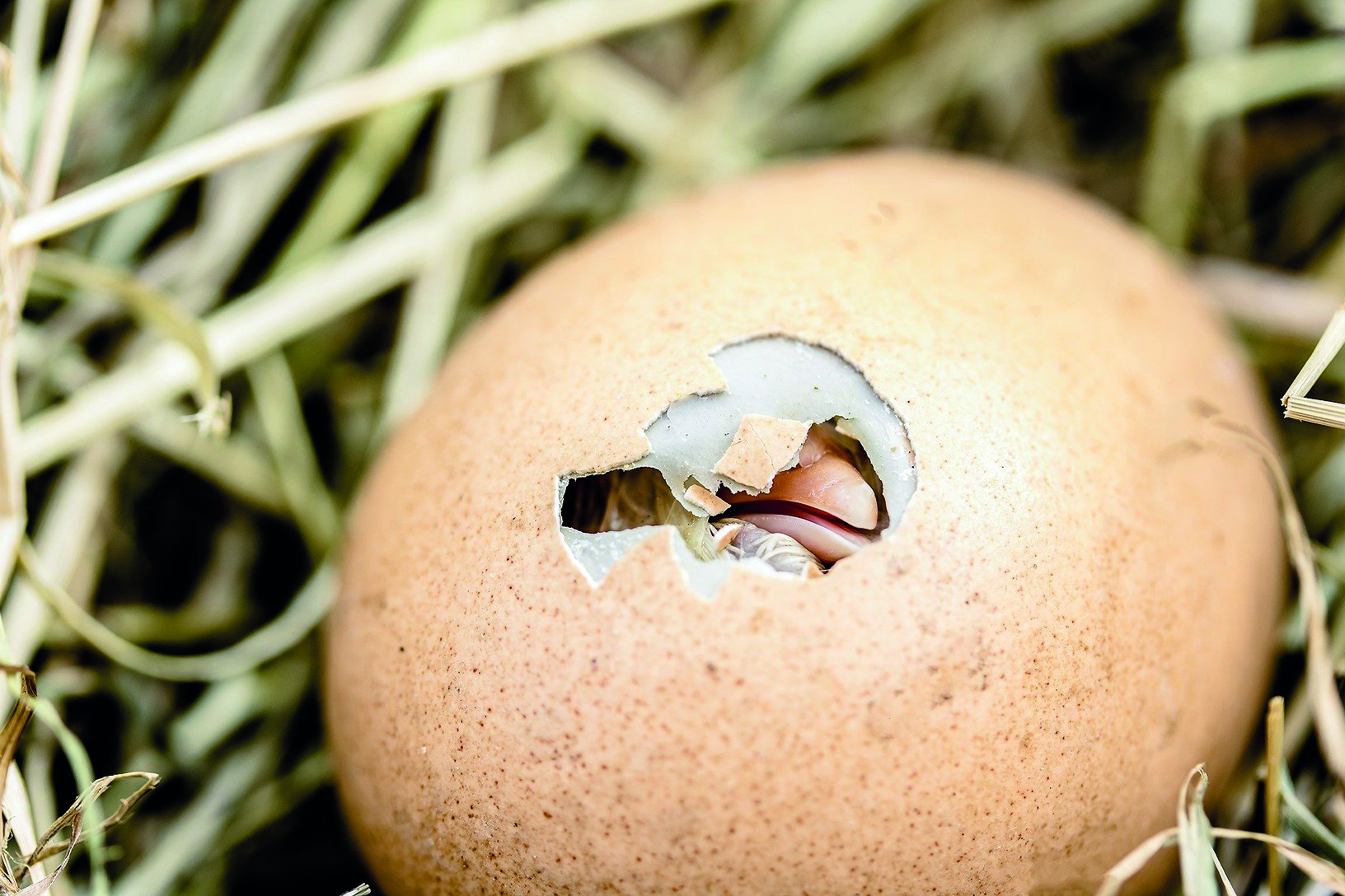 Le consommateur face à l’arrêt de l’élimination des poussins mâles