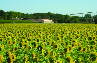 Tournesol ou soja en dérobé, une opportunité qu’il faut anticiper
