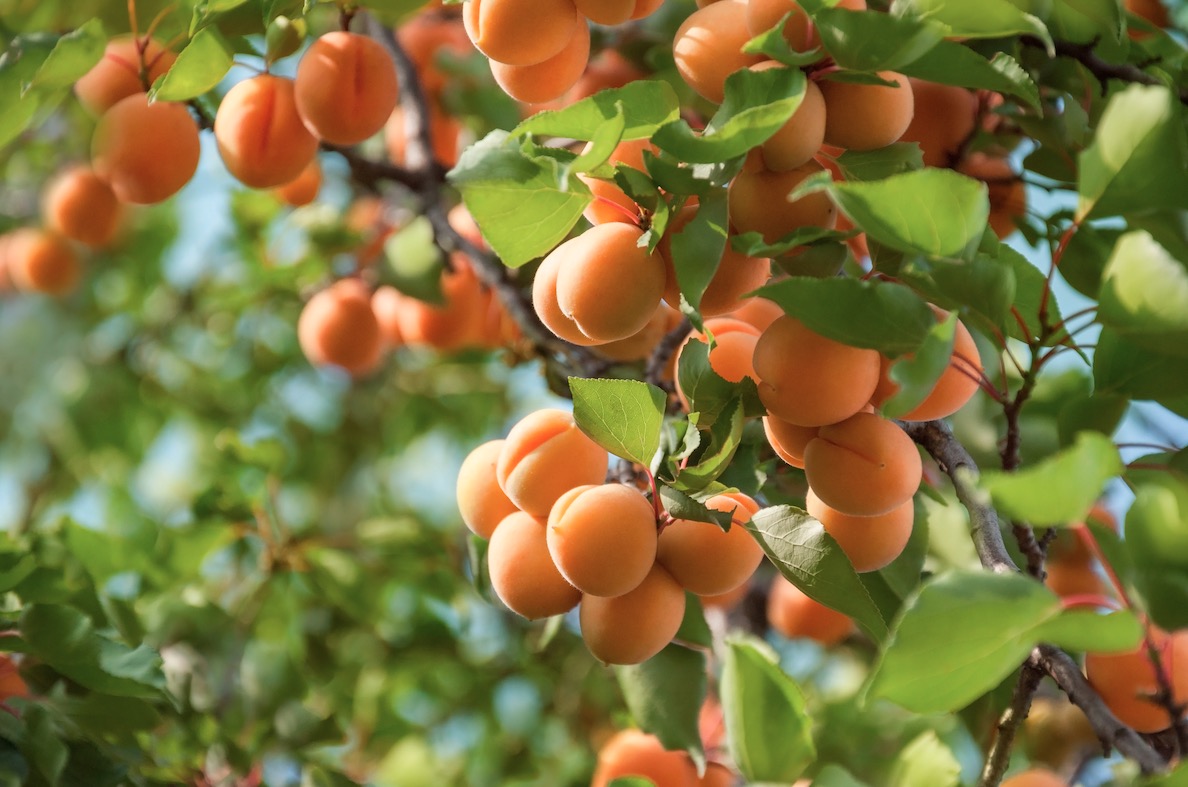 Abricot : une production qui se redresse sans atteindre son potentiel