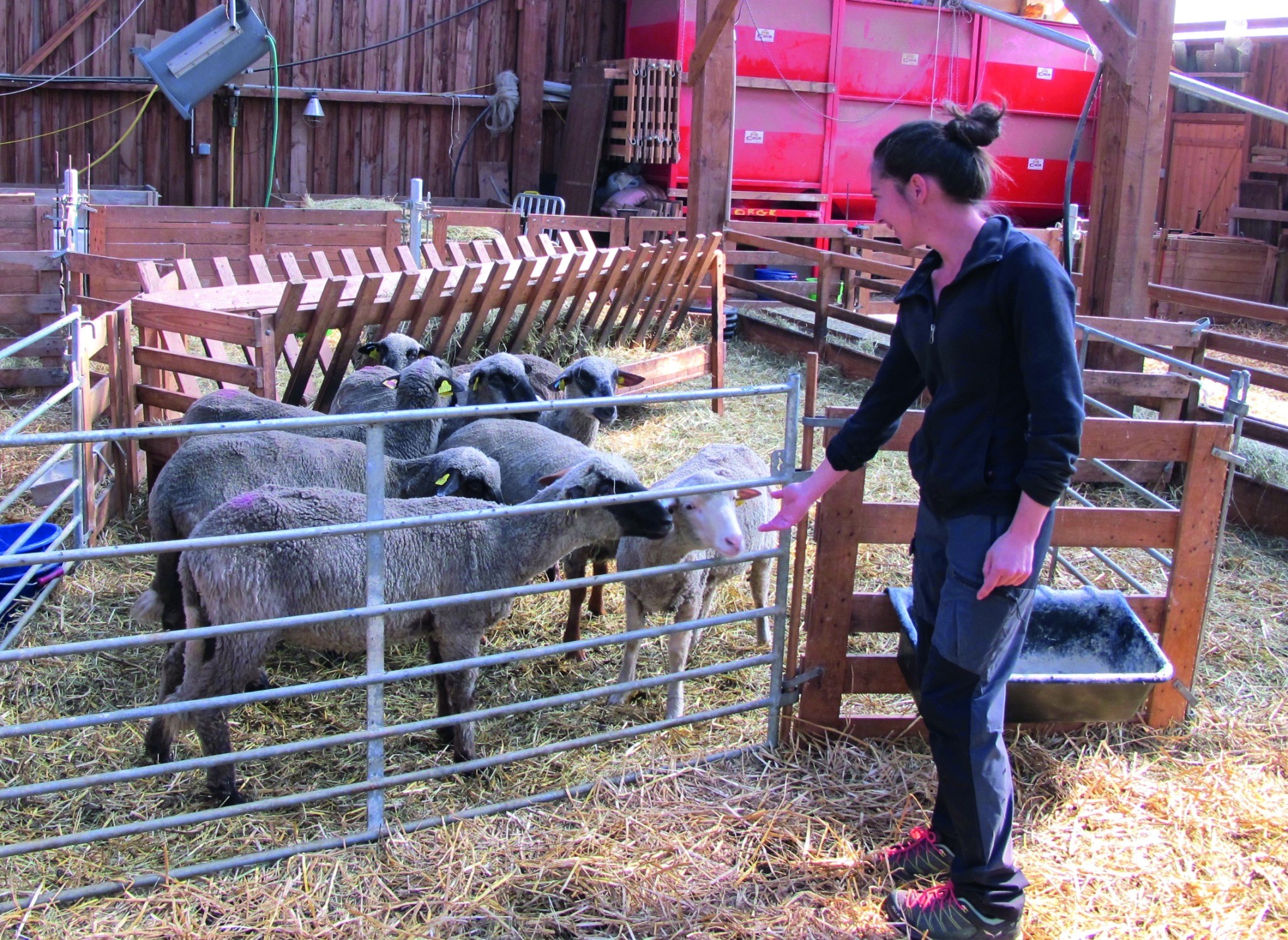 Agneaux  de plein air et laine mérinos  en vente directe