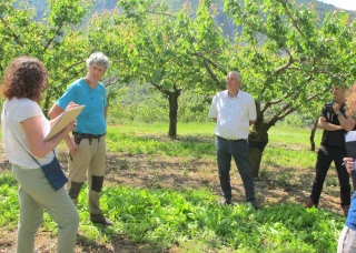 Dans les Baronnies,  les deux tiers de la récolte d’abricots sont perdus