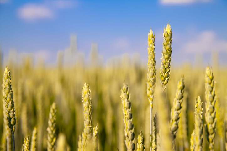 400 €/t : le nouveau seuil pivot du prix du blé