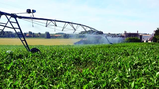 Irrigation du maïs : bien gérer le démarrage