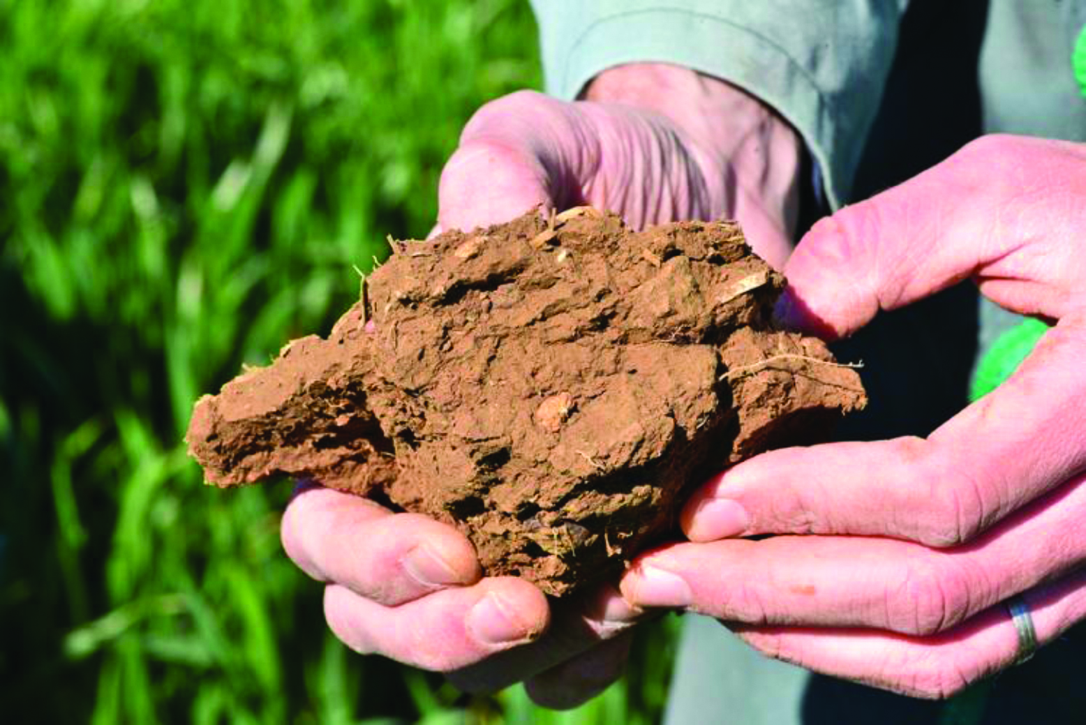 Le travail du sol : première étape pour un colza robuste