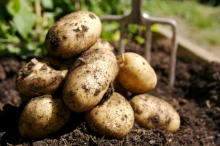 La filière pomme de terre veut relever le défi du changement climatique