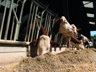 Aide à l’alimentation animale