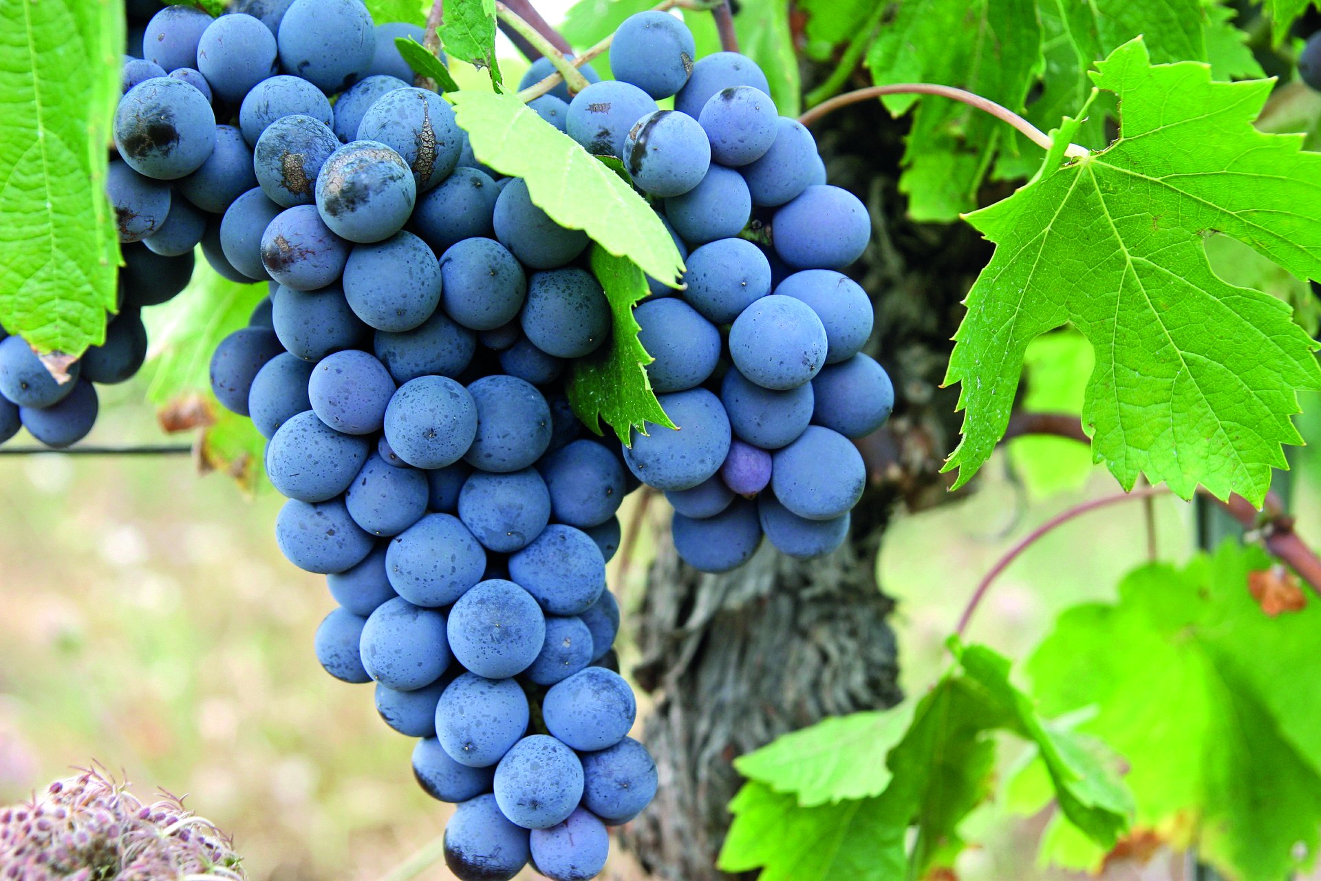 Des outils pour appréhender la date optimale des vendanges