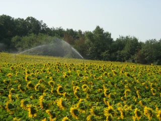 Arroser le tournesol, un investissement avantageux