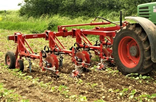 Gestion de l’ambroisie  dans les cultures de printemps