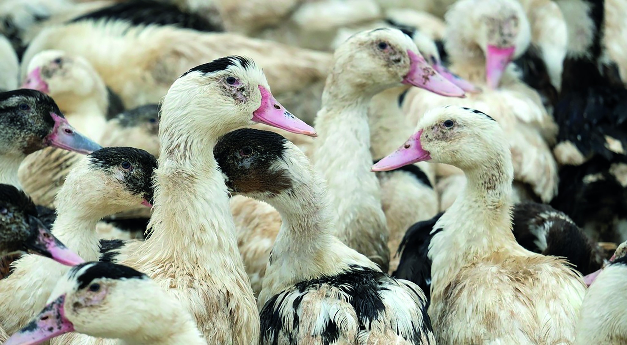 Influenza aviaire : une épizootie inédite par son ampleur et sa durée