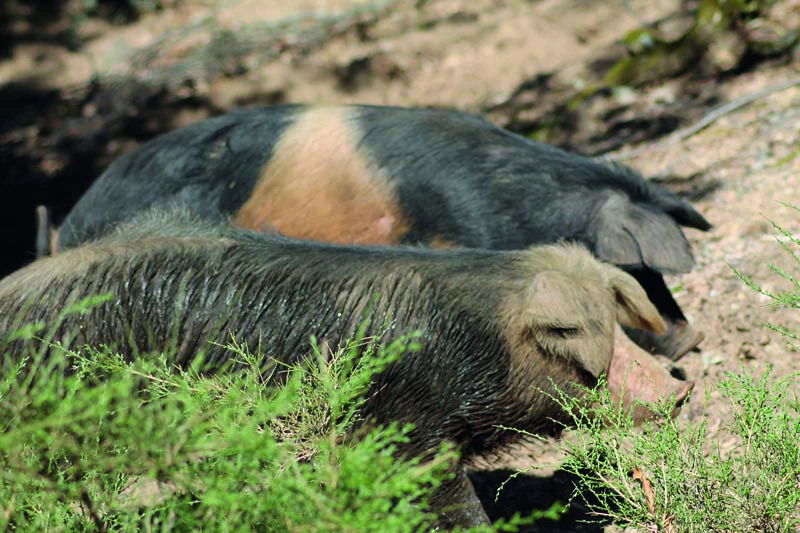 Réintroduire le porc bressan et le roux du Massif central