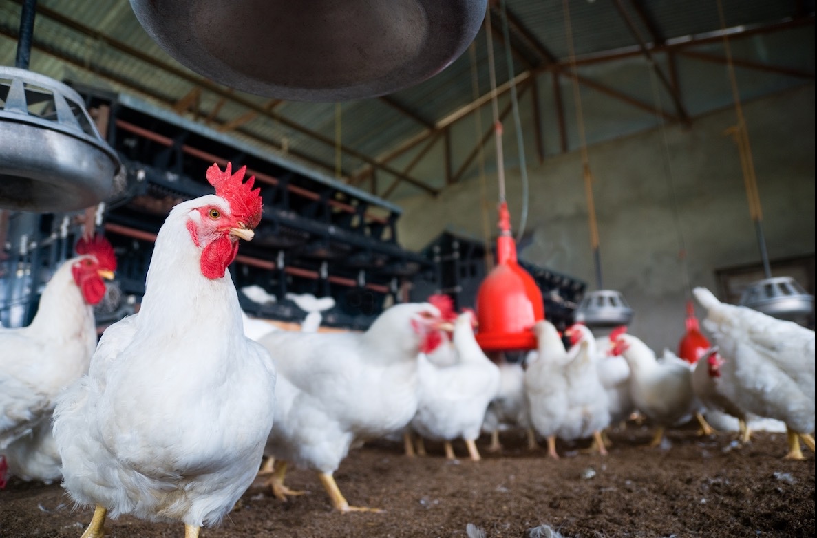 Grippe aviaire : le risque devient "négligeable"