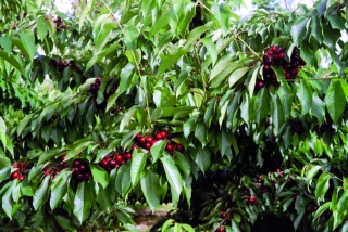 Cerises  : vers une récolte «normale»  et de qualité, avec des petits calibres