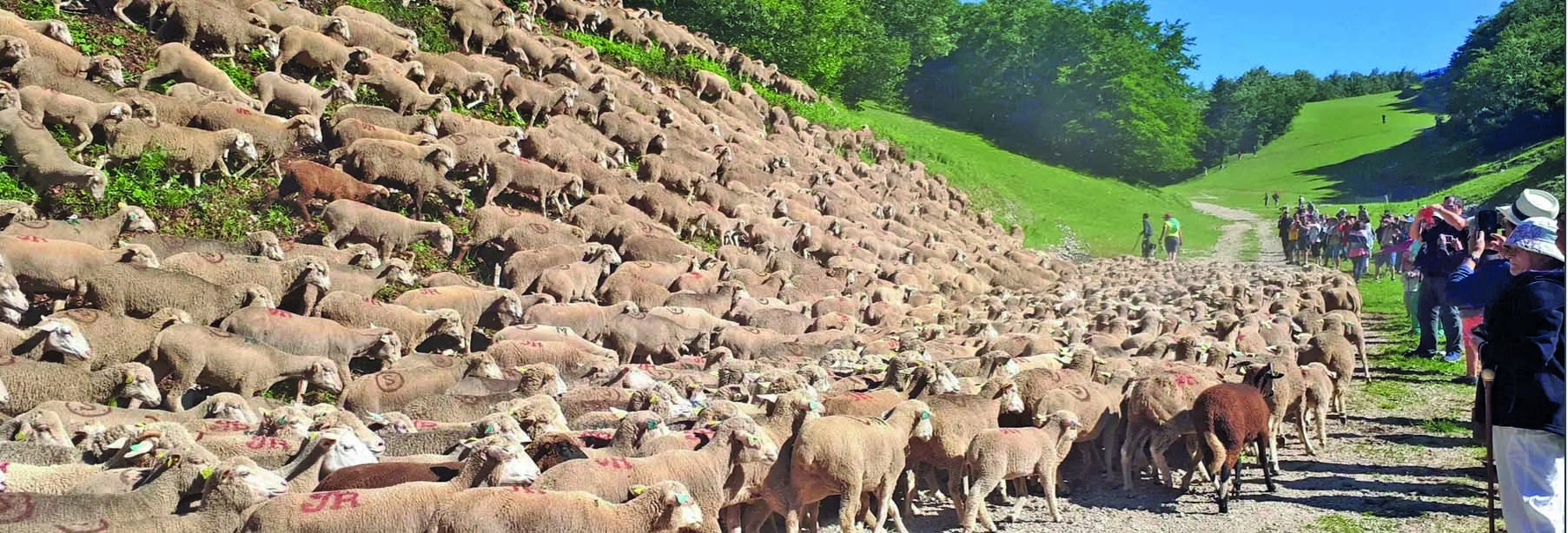 Diois et Vercors : le retour de la fête  de la Transhumance