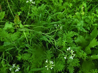 Mise à disposition de semences de Cipan-Biodiversité