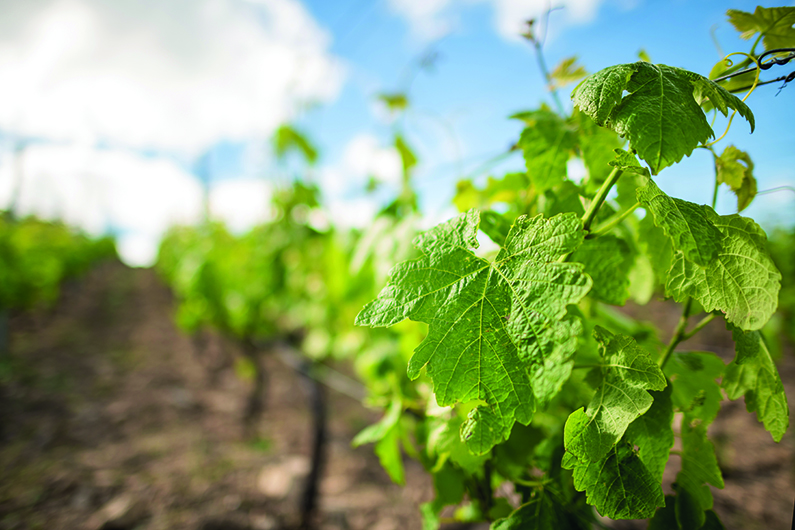 Une forte dynamique de conversion en viticulture bio