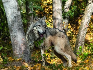 921 loups en France : les organisations agricoles contestent le comptage