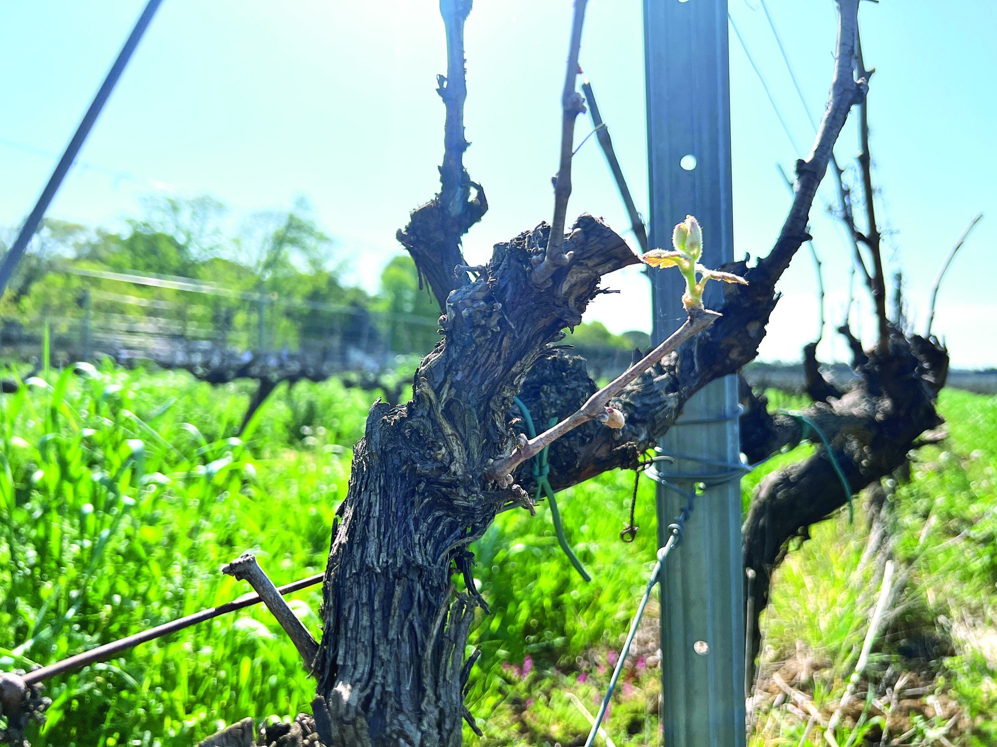 La biodiversité dans les vignobles : changer de vision