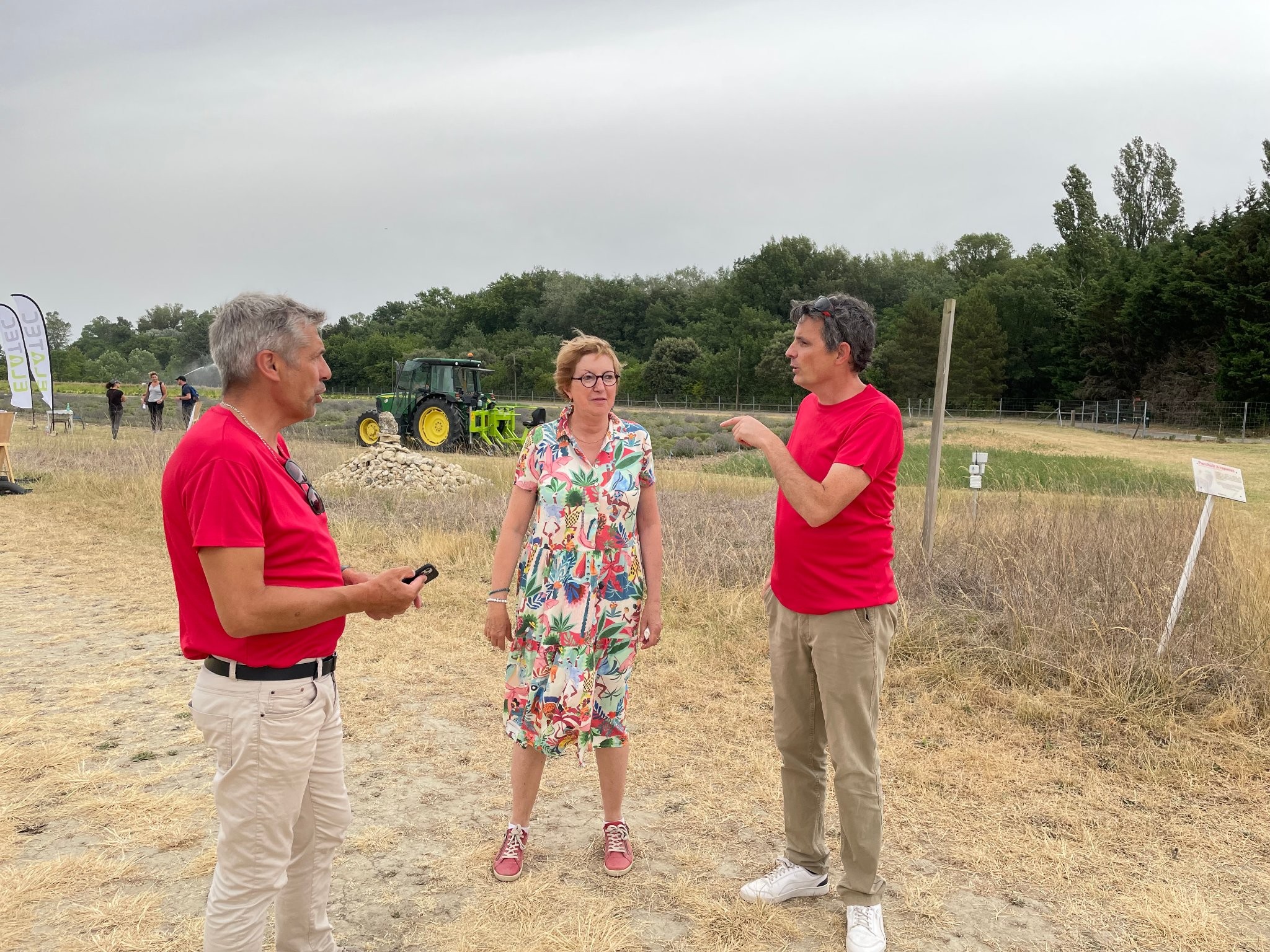 Lavande et lavandin : des élus poussent l’idée d’une aide à l’arrachage