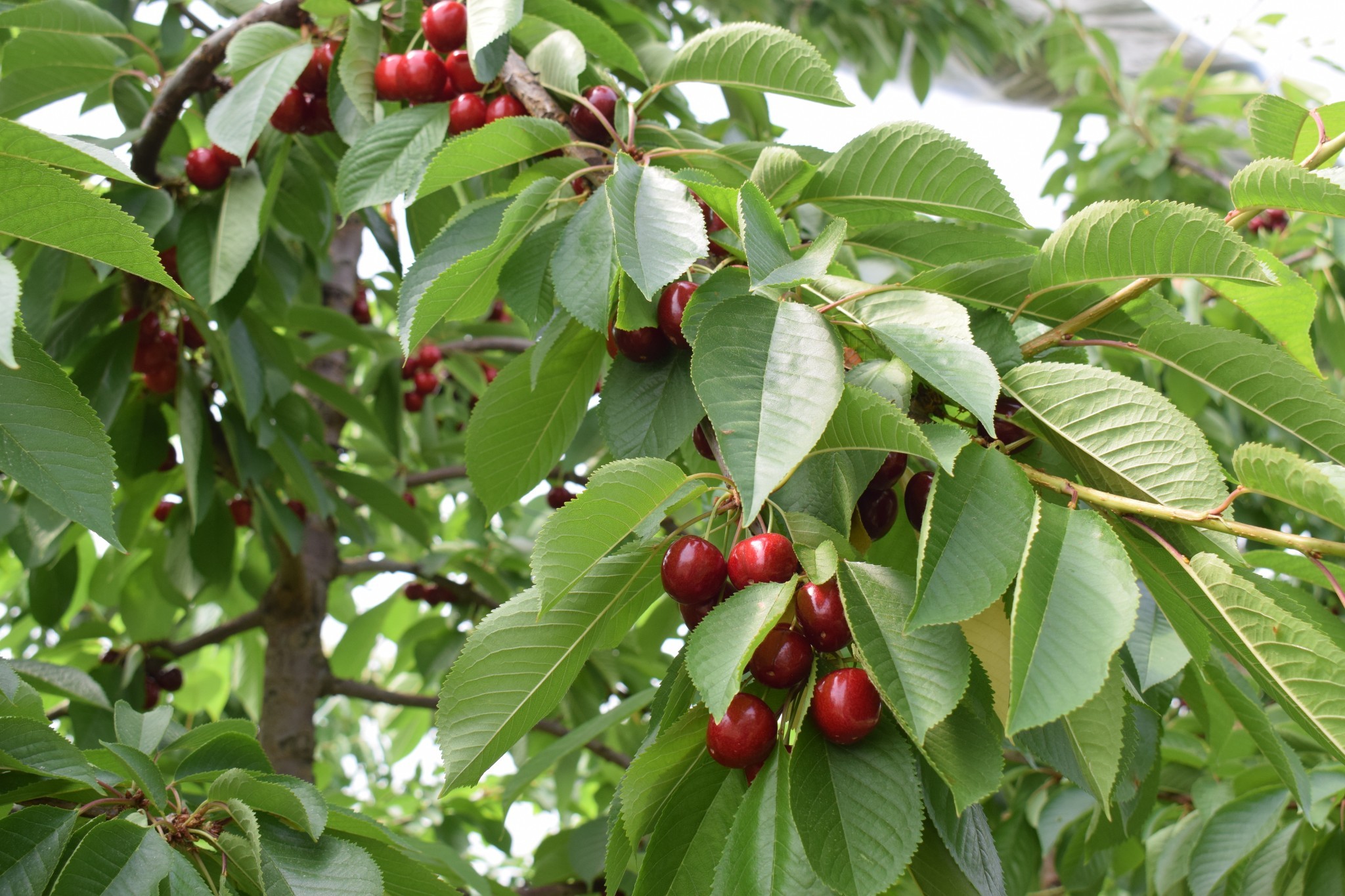 Variétés de cerises  :  des promesses  et des confirmations