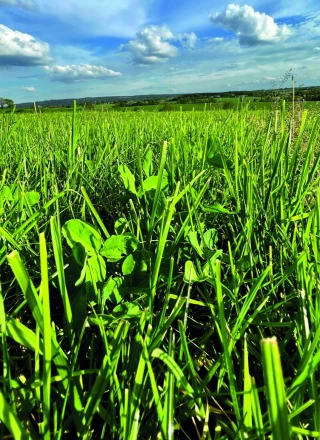 Ressource fourragère : des prairies multi-espèces aux multiples atouts