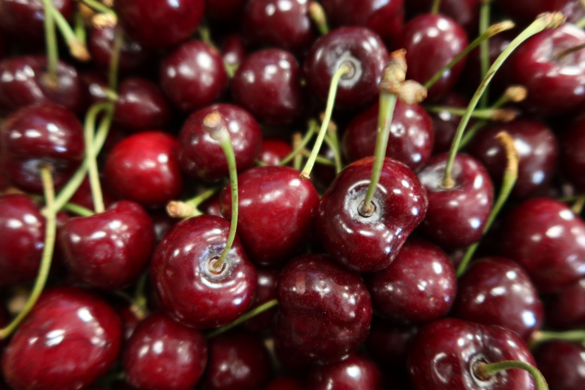 Drosophila suzukii : la Sefra poursuit ses essais pour protéger les cerises