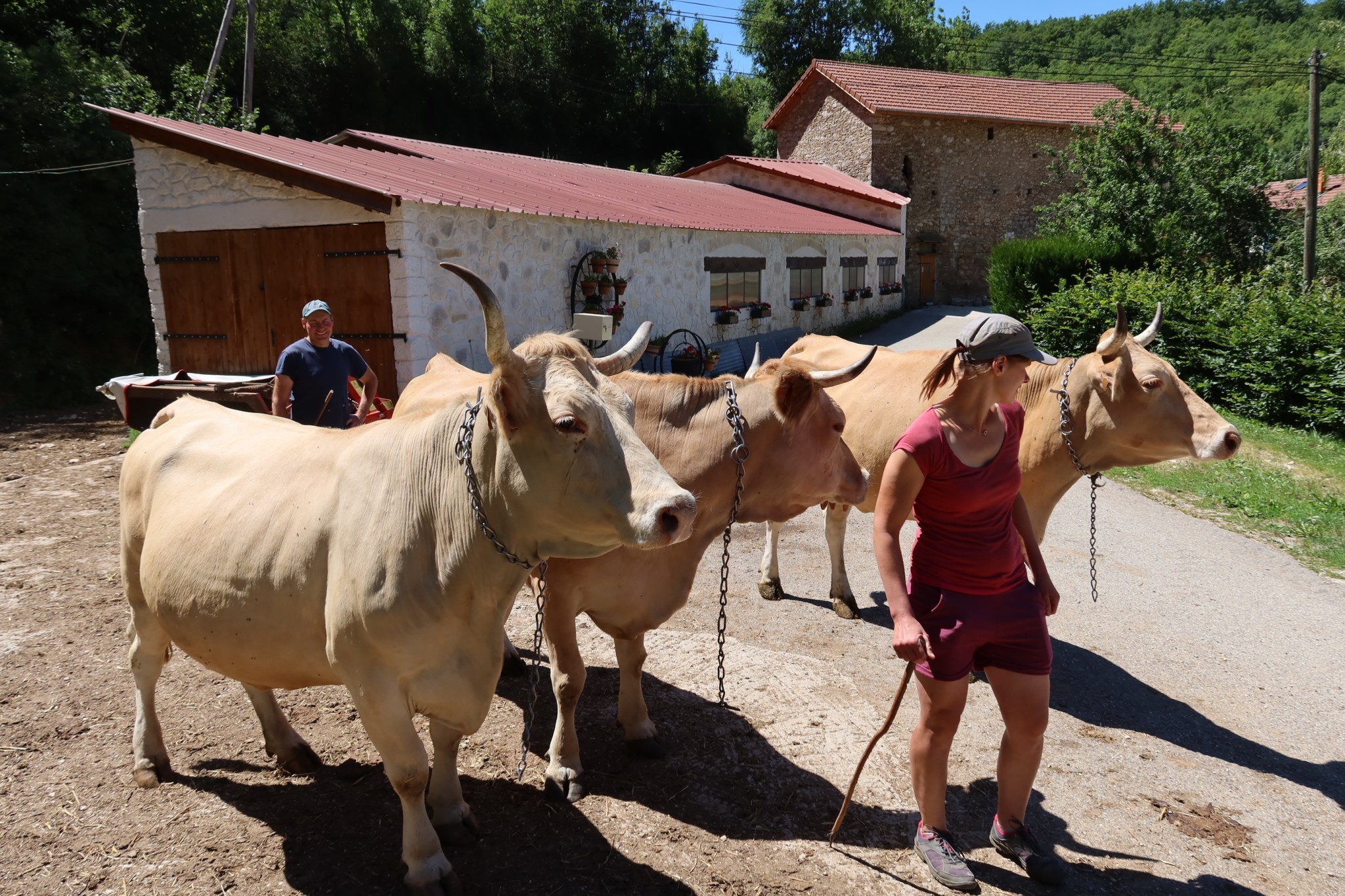 Ferme de la Cime du Mas : une vitrine pour le Bleu du Vercors-Sassenage