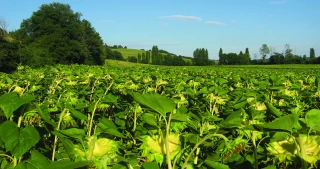 Tournesol : ne ratez pas  le rendez-vous sanitaire