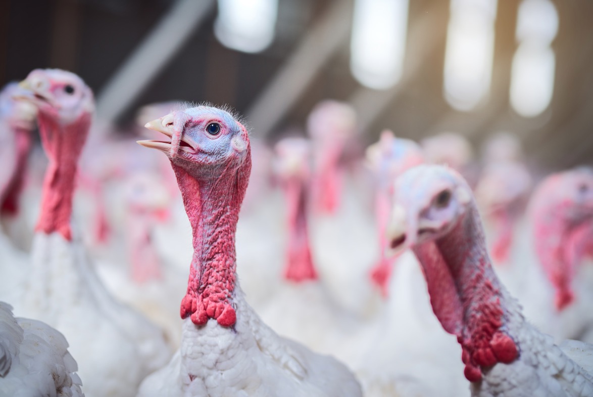 Grippe aviaire : un nouveau cas dans la Somme