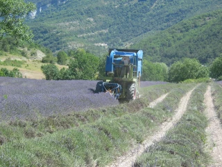 Lavande : une récolte  en demi-teinte