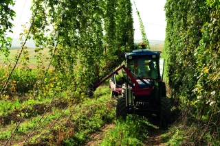L’exigeante culture du houblon