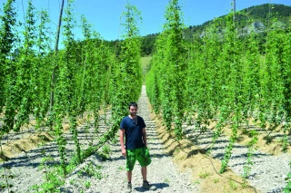 Du houblon bio  dans le Haut-Diois