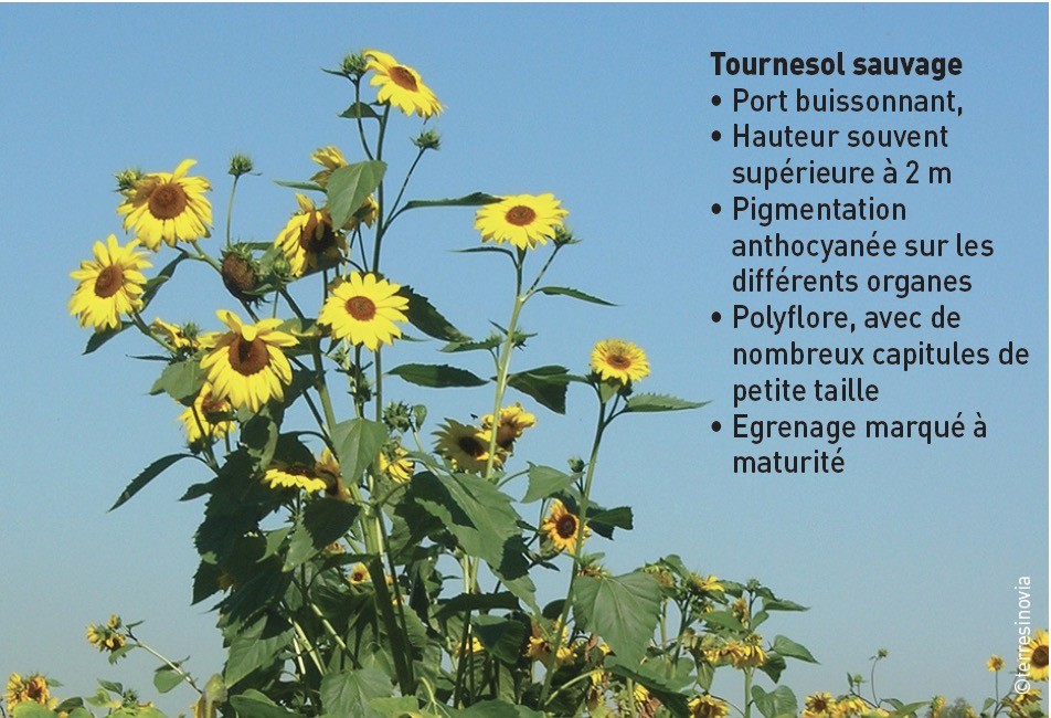 Tournesol sauvage : ne pas se laisser envahir