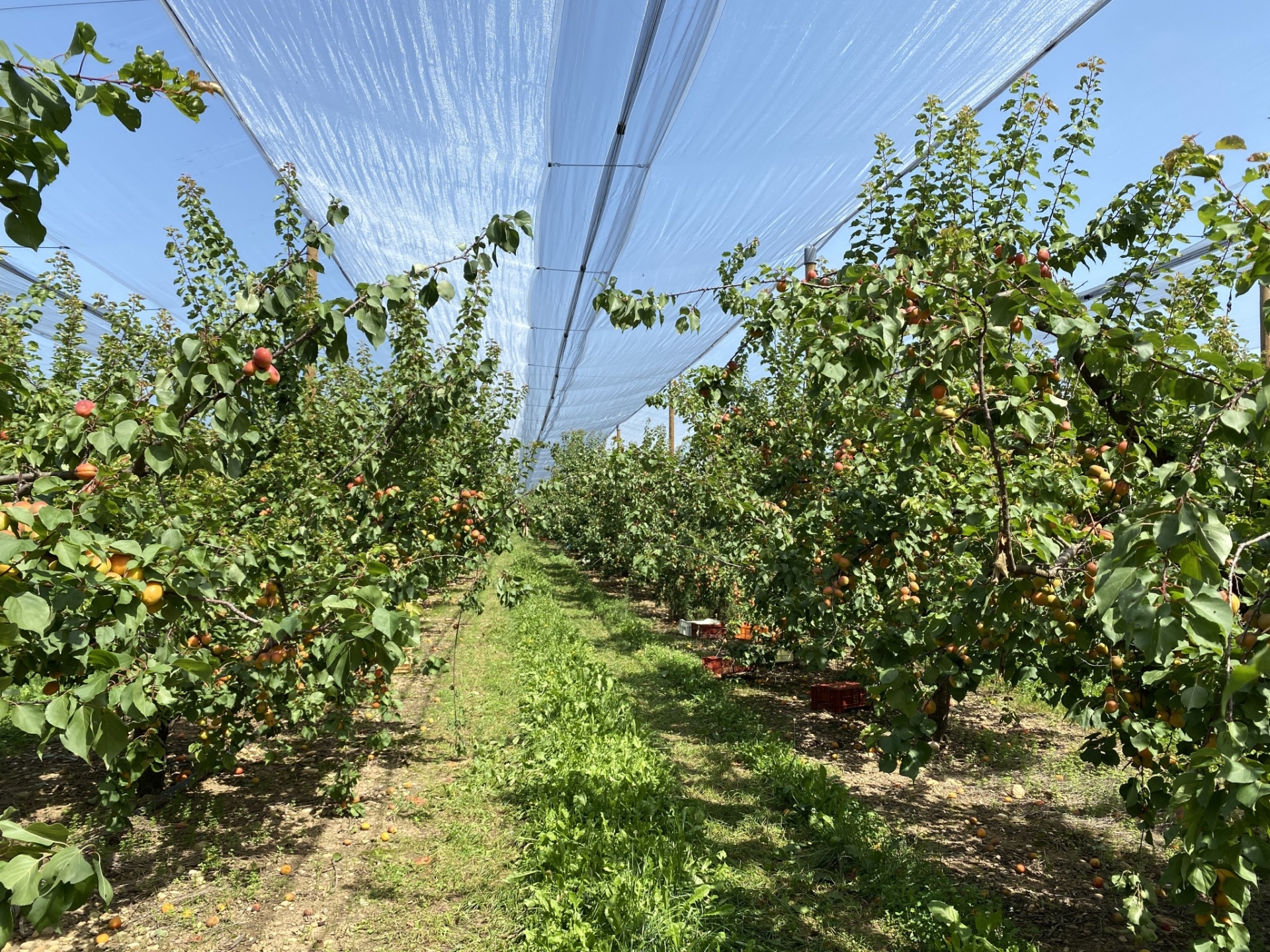 Sécheresse : les producteurs de fruits s’inquiètent déjà pour 2023