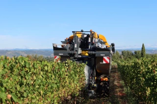 Vendanges : une pluie salvatrice 