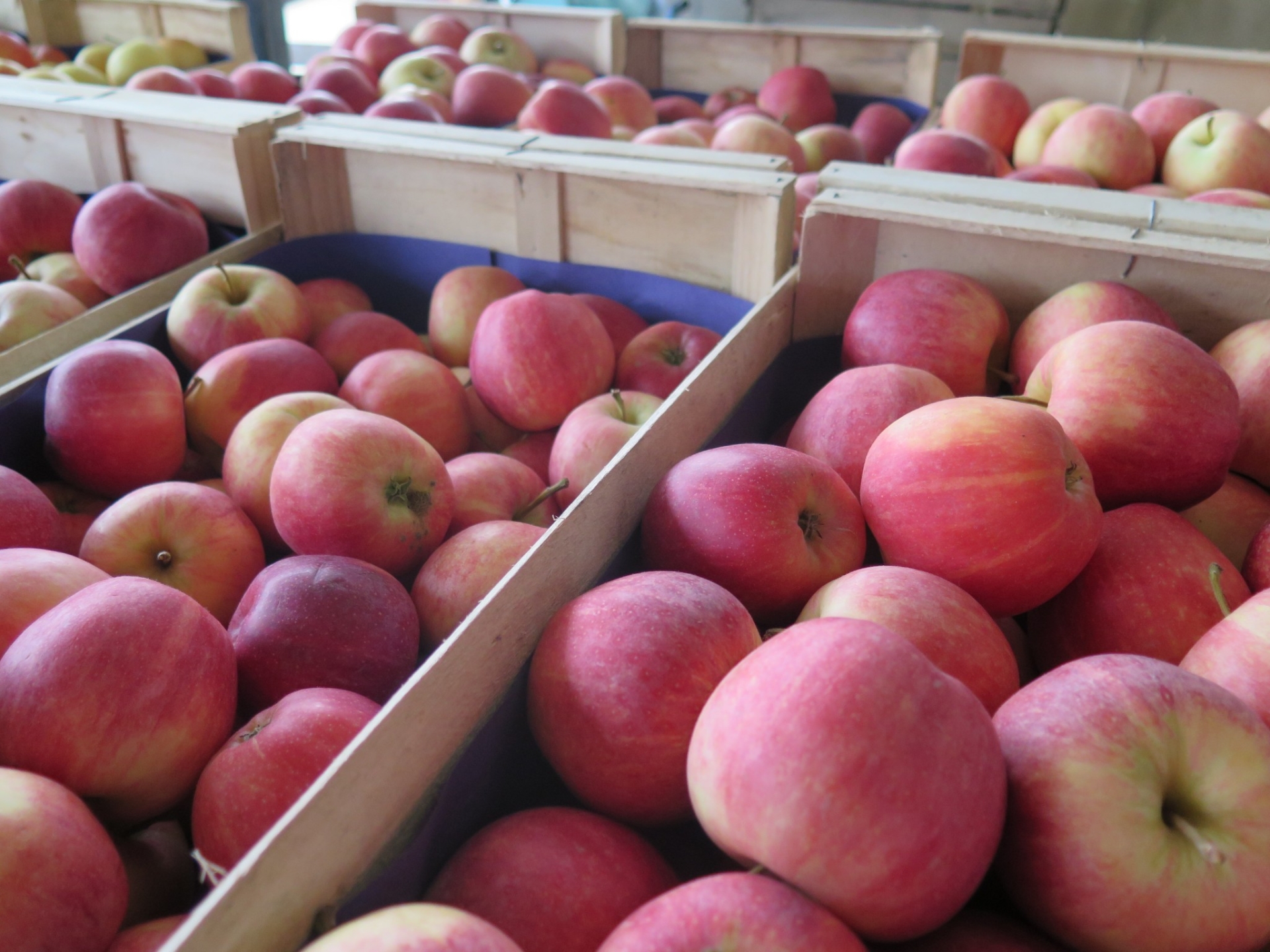 Pommes et poires : des prévisions de récolte en hausse par rapport à 2021