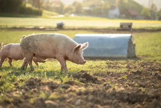 La peste porcine africaine gagne du terrain en Europe