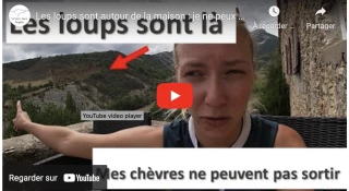 Les loups sont autour de la maison : je ne peux pas sortir mes chèvres