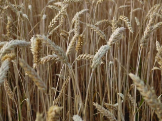 Blé tendre : les enseignements  des expérimentations 2022