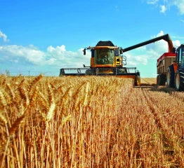 Des résultats « globalement corrects » pour les céréales