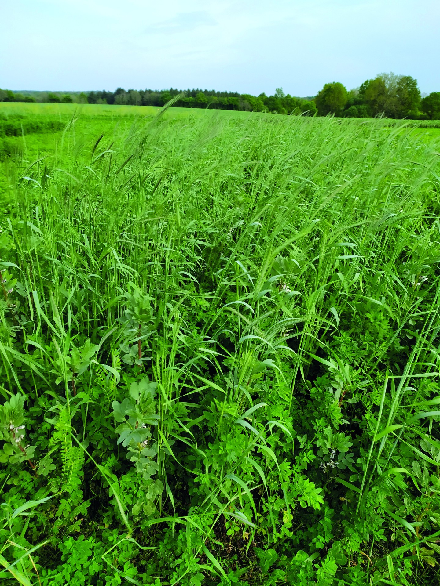 Semer un mélange céréales-protéagineux dans une prairie dégradée