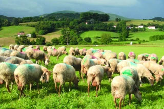 La génétique pour moins traiter contre les strongles digestifs