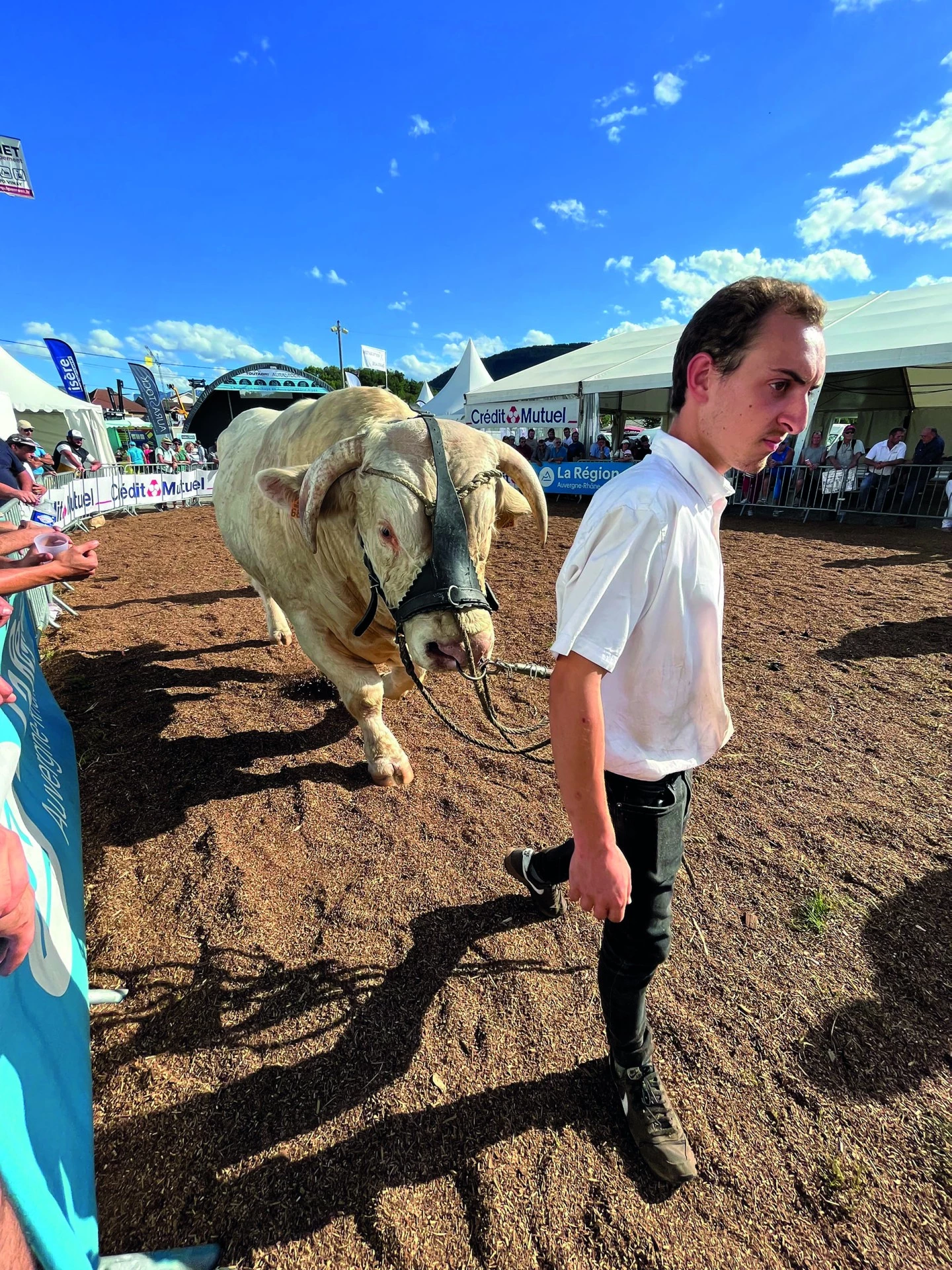 27e concours charolais : un lien solide entre les éleveurs et le public